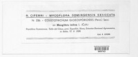 Colletotrichum gloeosporioides image